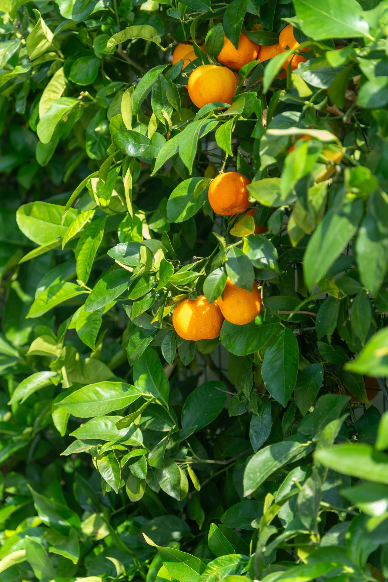 Gli agrumi del giardino